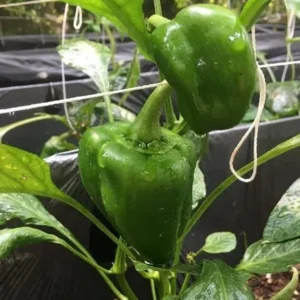 1 Set Red Knight Pepper Plants - Big Bell Peppers Seedling - 4-6 Inch Tall - Garden Ready