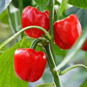 1 Set Red Knight Pepper Plants - Big Bell Peppers Seedling - 4-6 Inch Tall - Garden Ready