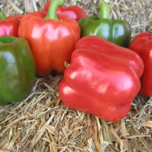1 Set Red Knight Pepper Plants - Big Bell Peppers Seedling - 4-6 Inch Tall - Garden Ready