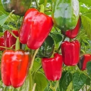 1 Set Red Knight Pepper Plants - Big Bell Peppers Seedling - 4-6 Inch Tall - Garden Ready