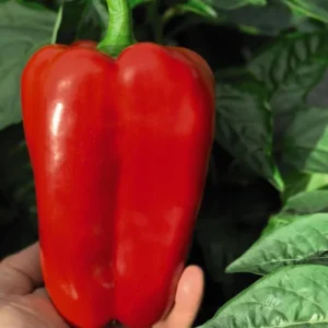 1 Set Red Knight Pepper Plants - Big Bell Peppers Seedling - 4-6 Inch Tall - Garden Ready