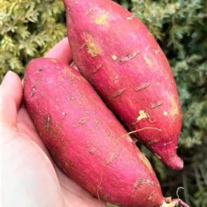 10 Pink Sweet Potato Slips