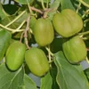 2 Hardy Kiwi Plants - Chang Bai Female and Meader Male - Large Fruit Actinidia