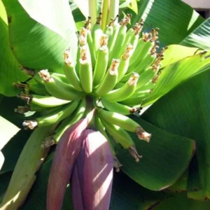 3 Dwarf Banana Musa Cavendish Plant - Cold Hardy Fruit Tree - Patio Container Garden