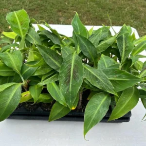 3 Dwarf Banana Musa Cavendish Plant - Cold Hardy Fruit Tree - Patio Container Garden