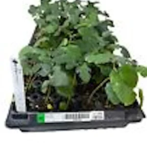 3 Dwarf Fig Tree Starter Plant - Self Fertile Dwarf Fig Plant Perennial