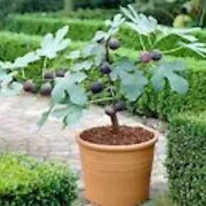 3 Dwarf Fig Tree Starter Plant - Self Fertile Dwarf Fig Plant Perennial