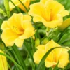 3 Stella De Oro Daylily - Golden Yellow Perennial Bare Root Cold Hardy