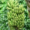 5 Double Mahoi Banana Plant - Edible Dwarf Cavendish Starter Live Plant