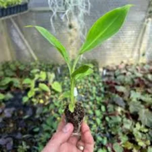 5 Double Mahoi Banana Plant - Edible Dwarf Cavendish Starter Live Plant