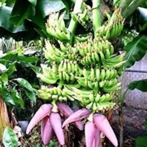 5 Double Mahoi Banana Plant - Edible Dwarf Cavendish Starter Live Plant