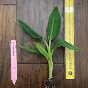 5 Double Mahoi Banana Plant - Edible Dwarf Cavendish Starter Live Plant