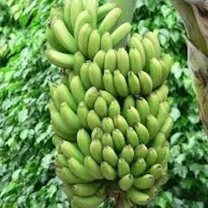 5 Double Mahoi Banana Plant - Edible Dwarf Cavendish Starter Live Plant