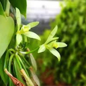 5 Vanilla Bean Orchid Plant - Vanilla Planifolia - Live Fruit Vine - Grow Vanilla Beans