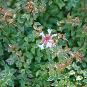 Abelia Brilliantina Plant - 4 Inch Pot - Variegated Foliage - Garden Shrub