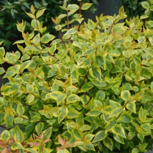 Abelia Brilliantina Plant - 4 Inch Pot - Variegated Foliage - Garden Shrub