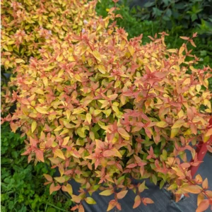 Abelia Poco Loco Plant - 4 Inch Pot - Flowering Shrub