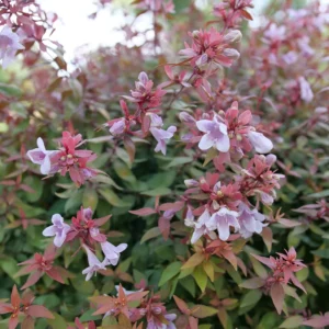 Abelia Poco Loco Plant - 4 Inch Pot - Flowering Shrub