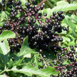 Adams Elderberry Shrub - Sambucus Perennial Plant - 3.25 inch Pot - Attracts Birds