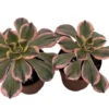 Aeonium Pink Witch Succulent Plant - 2 Pack 2" Pots - Collector's Series - Rare Pink