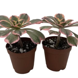 Aeonium Pink Witch Succulent Plant - 2 Pack 2