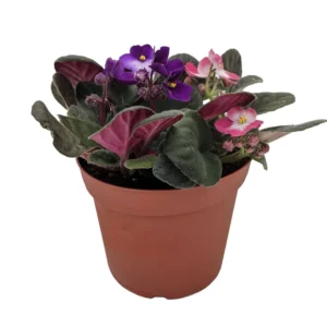 African Violet Blooming Plant - 6