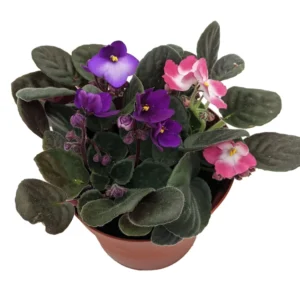 African Violet Blooming Plant - 6