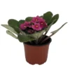 African Violet Plant - 4 Inch Pot - Easy to Grow Indoor Flower