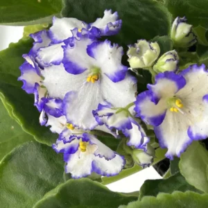 African Violet Plant - 4 Inch Pot - Easy to Grow Indoor Flower