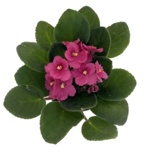 African Violet Plant - 4 Inch Pot - Easy to Grow Indoor Flower