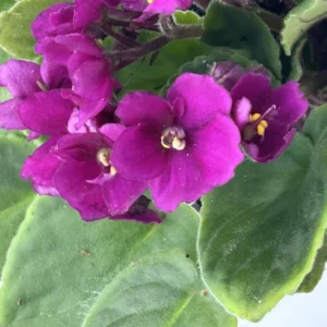 African Violet Plant - 4 Inch Pot - Easy to Grow Indoor Flower