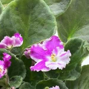 African Violet Plant - 4 Inch Pot - Easy to Grow Indoor Flower