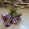 Air Plant & Purple Barnacle Display Kit - Assorted Air Plants Included