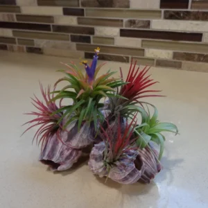 Air Plant & Purple Barnacle Display Kit - Assorted Air Plants Included