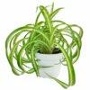 Air Plant Tillandsia in Plastic Spider Planter - Live Houseplant Decor