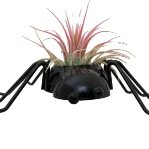Air Plant Tillandsia in Plastic Spider Planter - Live Houseplant Decor
