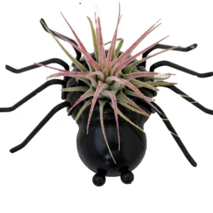 Air Plant Tillandsia in Plastic Spider Planter - Live Houseplant Decor