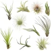 Air Plants Collection: 10 Easy Care Beginner Houseplants 1.5-6 inch Mix