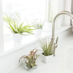 Air Plants Collection: 10 Easy Care Beginner Houseplants 1.5-6 inch Mix