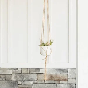 Air Plants Collection: 10 Easy Care Beginner Houseplants 1.5-6 inch Mix