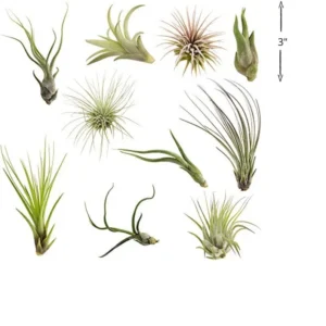 Air Plants Collection: 10 Easy Care Beginner Houseplants 1.5-6 inch Mix