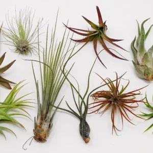 Air Plants Collection: 10 Easy Care Beginner Houseplants 1.5-6 inch Mix