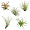 Air Plants Collection: 5 Easy Care Tillandsia Houseplants, Small to Medium, Beginner Friendly
