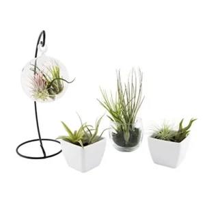 Air Plants Collection: 5 Easy Care Tillandsia Houseplants, Small to Medium, Beginner Friendly