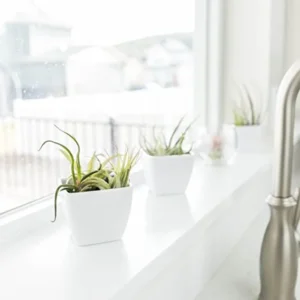 Air Plants Collection: 5 Easy Care Tillandsia Houseplants, Small to Medium, Beginner Friendly