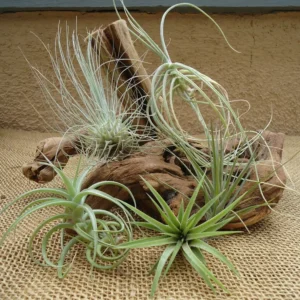 Air Plants Collection: 5 Easy Care Tillandsia Houseplants, Small to Medium, Beginner Friendly