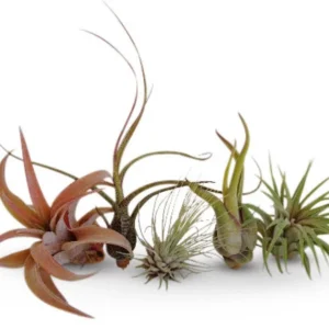 Air Plants Collection: 5 Easy Care Tillandsia Houseplants, Small to Medium, Beginner Friendly