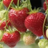 Albion Everbearing Strawberry Plants - 50 Bare Root - Extra Large Sweet Berries