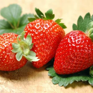 Albion Everbearing Strawberry Plants - 50 Bare Root - Extra Large Sweet Berries