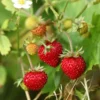 Alexandria Strawberry Plants - 8 Pack - Fragaria - Alpine Variety